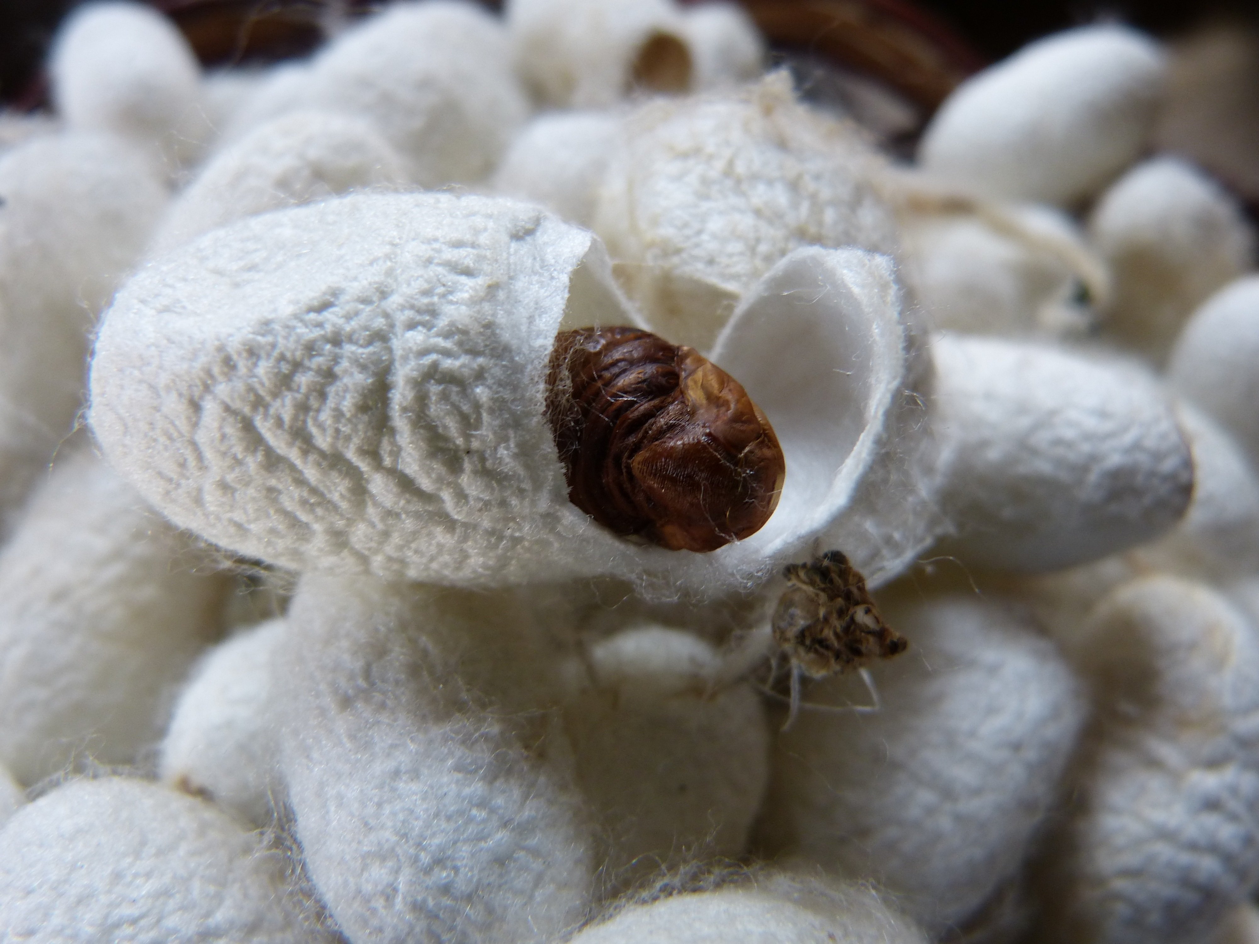 Silkworm